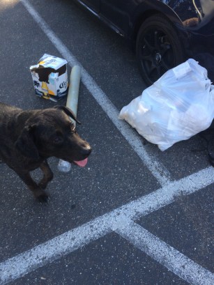 Pup was packed in and out.  Cans, plastic pipe and glass shards removed in one short trip.